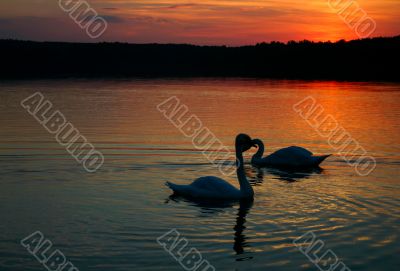 loving couple