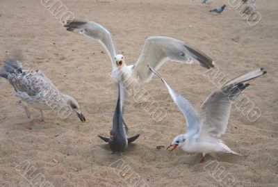 mad seagull