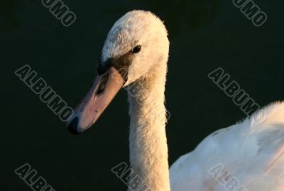 majestic cyganet