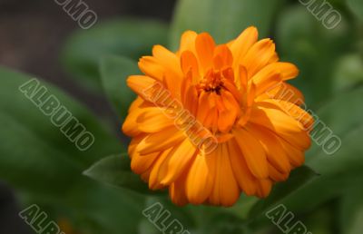 orange beauty