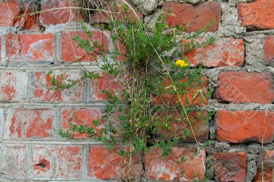 Life on the remains of the war