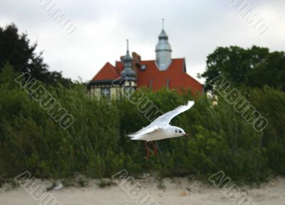 seagull in flight
