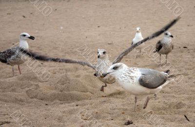 seagull just second before start