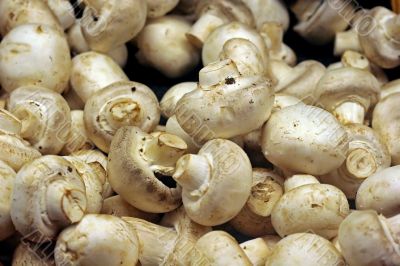 Button Mushrooms