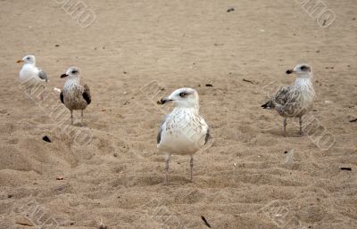 seagulls diversity
