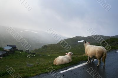 Sheeps on a road high in mountain in Norway