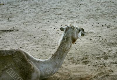 part of camel