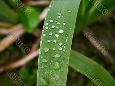 close-up of morning dew