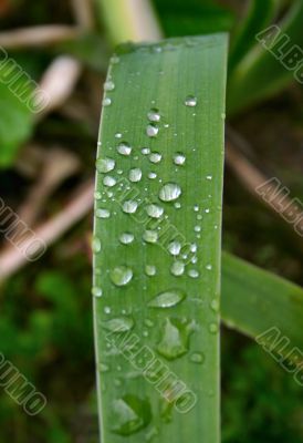 morning dew