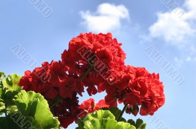 red flowers against the sky