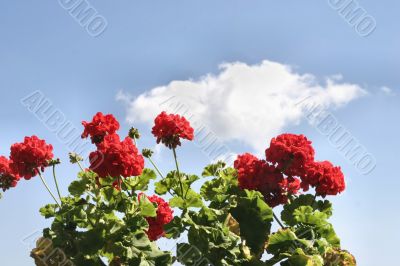 red flowers against the sky