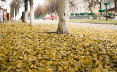 foliage on city asphalt