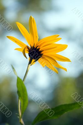 flower in sunset