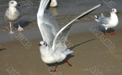 seagulls  on the beach