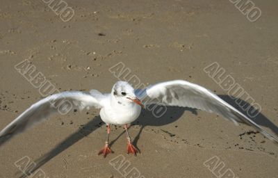 seagull on the beach