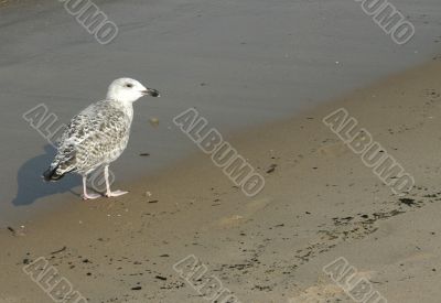 seagull on the beach