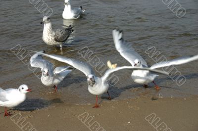 seagulls  on the beach