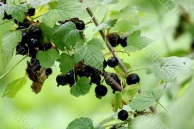 Black currant
