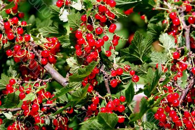 Beads of red currant