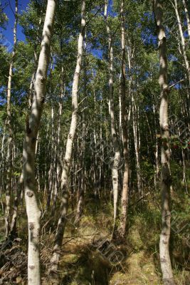 White birch grouping in New England forest