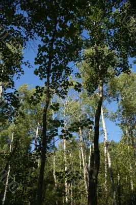 White birch grouping in New England forest