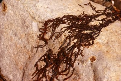 Abstract - brown kelp