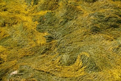 Abstract - yellow & brown kelp