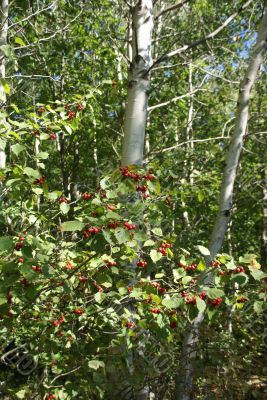 Autumn, red berries and  white birch forest