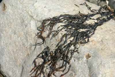 Abstract - brown kelp