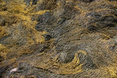 Abstract - yellow & brown kelp