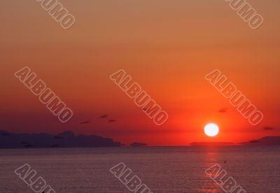 Gulls on the Sunrise