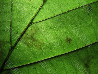 DETAILED LEAF