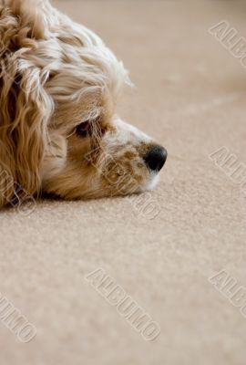 Relaxing dog