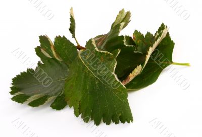 pile of green leaves