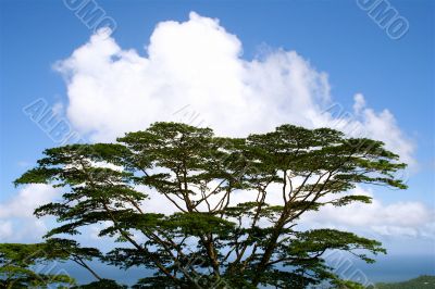 Top of the tree