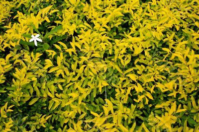 Growing tea