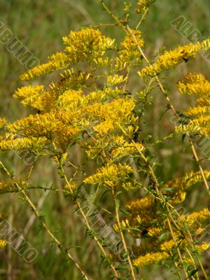 Goldenrod
