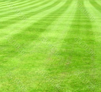 Sports lawn