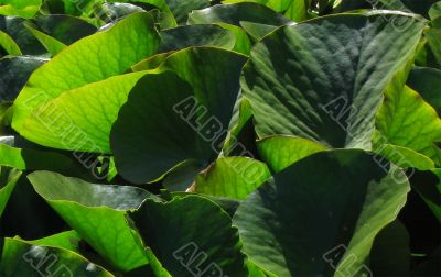 large lily leaves