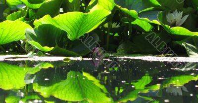 Lily pads and reflection