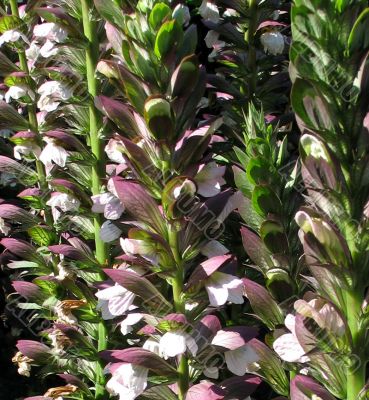 Flowering plant