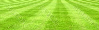 Wide view of lawn