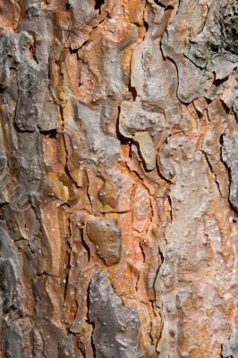 Texture from a pine bark