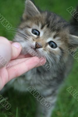 Sight of a lovely kitten