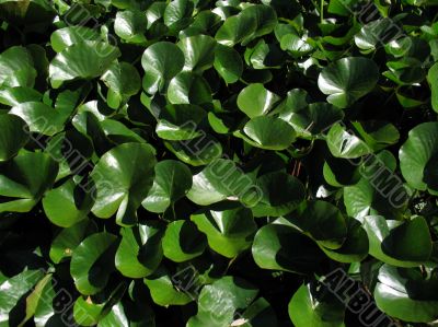 lily leaves