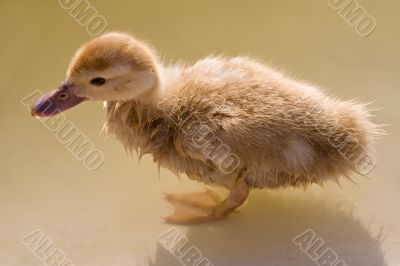 duckling
