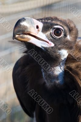 Black vulture
