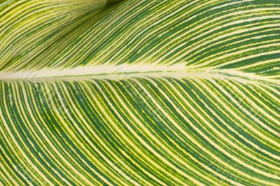 striped leaf