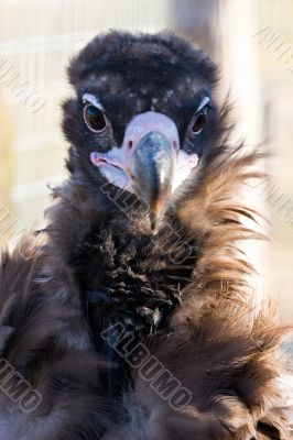 Black vulture
