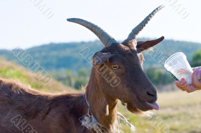 feeding of a goat